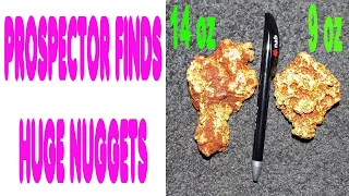 Prospector in Australia finds a patch of HUGE gold nuggets Chapter 1 of the Discovery a gold rush