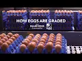 How Eggs Are Graded Inside A Grading Station With BC Egg