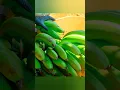Download Lagu Harvest Ripe Bananas Goes To Market Sell | Ella bushcraft #harvest #bushcraft #banana