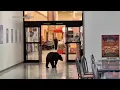 Bear walks into the Commissary on base helps himself to fruit before leaving