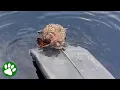 Download Lagu Injured jaguar swims up to boat and asks for help