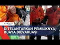 Download Lagu Kasus Buaya 1,5 Meter Ditelantarkan, Petugas Turun Tangan