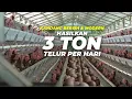 Download Lagu Ternak Ayam Petelur dgn Kandang Modern, Bersih dan Hemat Pakan ‼️