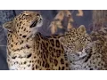 The Amur Leopard Planet Earth BBC Earth