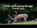 Download Lagu Ca un cerb setos de ape