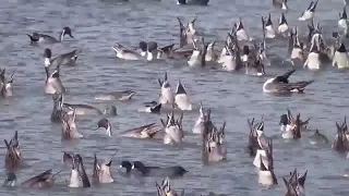 صوت ابو زله بربش بدايت موسم طلب أحد متابعين لاتنسوا الاشتراك في القناة وتفعيل الجرس 