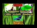 Download Lagu Masteran cililin gacor  |  Burung serindit gacor | suara masteran burung rambatan gacor speed rapat