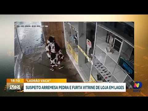 "Ladrão vaca" em ação: suspeito inusitado arremessa pedra e furta vitrine em Lages