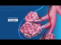 How Breathing Works