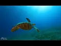 Beautiful Relaxing Peaceful Music, Calm Music 24/7, "Tropical Shores Serenity" By Tim Janis