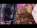 Bengal Cats Sale in Iron Mountain MI