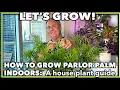 HOW TO GROW PARLOR PALM INDOORS A house plant guide on caring for your parlor palm