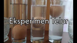 Floating Egg Science Experiment (Telur terapung, melayang, dan tenggelam)