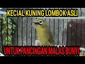 Download Lagu Burung Pleci Lombok Ngalas | Kecial Kuning