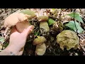 Download Lagu I porcini dove nessuno guarda: tagliate e bordo sentiero! 🍄
