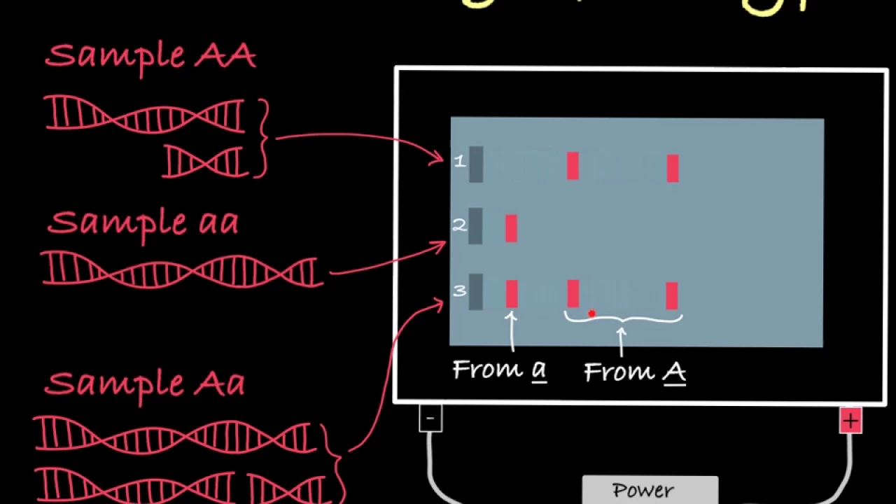 Gel Electrophoresis to Determine Genotype