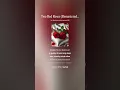 Two Red Roses Remastered