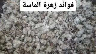 المعالج ابوعمر شرح فوائد عشبة الماسة 