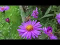 Bird Sound and Flute Music Combined nature| पंछियों की आवाज और बांसुरी कि धुन
