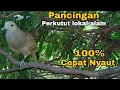 Download Lagu Pancingan perkutut  100% Cepat nyaut Bikin emosi Anti gagal