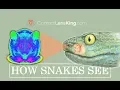 How do Snakes See Seeing Infrared with their Pit Organ