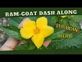 Ram-goat Dashalong USES Treat COUGHS COLDS much MORE with this plant Turnera Ulmifolia
