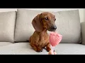 Download Lagu Mini dachshund stays cool with doggie popsicles!