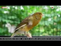 Download Lagu Pancingan Suara Kenari Gacor‼️ Ampuh untuk Masteran Kenari Muda dan Terapi Kenari Macet Bunyi 485