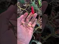 Lagu PENYEBAB TANAMAN CABAI RONTOK DAUN #tanaman #tanamanhias #tumbuh #berkebun #plants #menanam
