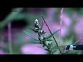 Pollen levels reach highest point for 2025 in Oklahoma City