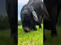 Download Lagu suara sapi makan rumput #shorts #cow #viral #trending #youtube