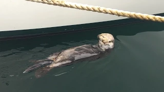 The Intrepid | Pushing Northwest : Episode 05 : Monterey (A Day Off)