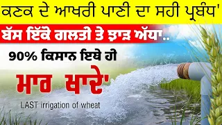 ਕਣਕ ਨੂੰ ਆਖਰੀ ਪਾਣੀ ਕਦੋ ਲਾਇਏ' 90% ਕਿਸਾਨ ਇਥੇ ਹੀ ਮਾਰ ਖਾਦੇ' | Wheat last irrigation timeing