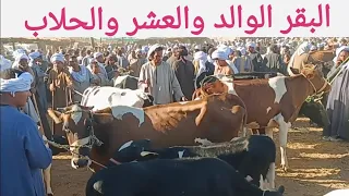 Prices Of Pregnant Lactating And Milking Cows At The Saturday Market Today November 15 2025 