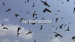 Download SP BARRACUDA FINAL FULL MP3