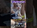 Download Lagu نجات گربه‌ای که بین دو ساختمون گیر افتاده بود#نجات_گربه #آتش_نشانی #قهرمانان_بی‌صدا