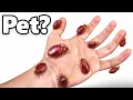 I Got Pet Bed Bugs and fed them