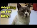 Adopting an FIV cat new animal friend