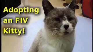Adopting an FIV cat new animal friend