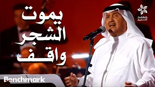  يموت الشجر واقف   الفنان محمد عبده    ليلة دايم السيف في موسم جدة       دندنها