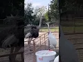 Kevin Tried To Fight An Ostrich