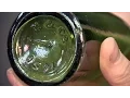 Century-old beer bottle found by N S diver
