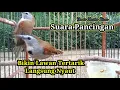 Download Lagu Burung Tepus Pipi Perak Gacor, Suara Pancingan Bikin Lawan Langsung Nyaut
