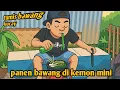 Download Lagu tumis bawang kucay di kebun mini