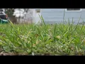 Buffalo Launches 1K Vacant lot program