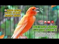 Download Lagu Masteran Kenari PAUD \u0026 Pancingan Kenari MACET BUNYI‼️ Terapi AMPUH Bikin Kenari GACOR (Episode 08)