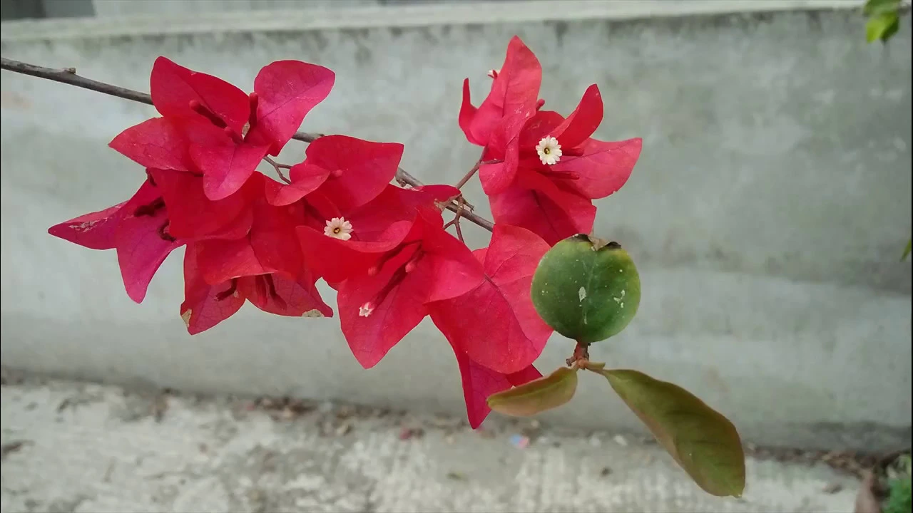 COMO CUIDAR DE ORQUIDEAS SUCULENTAS