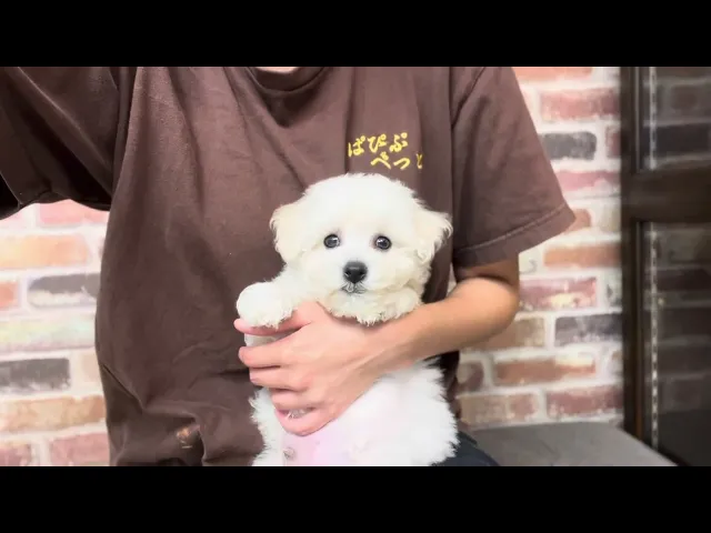動画