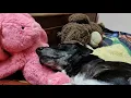 rescued old dog sleeping with her toys. dog sleeps in lap of rabbit. adopt homeless. don't buy