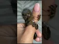 Download Lagu so pretty finger monkey 🐒#shortsviral #shorts